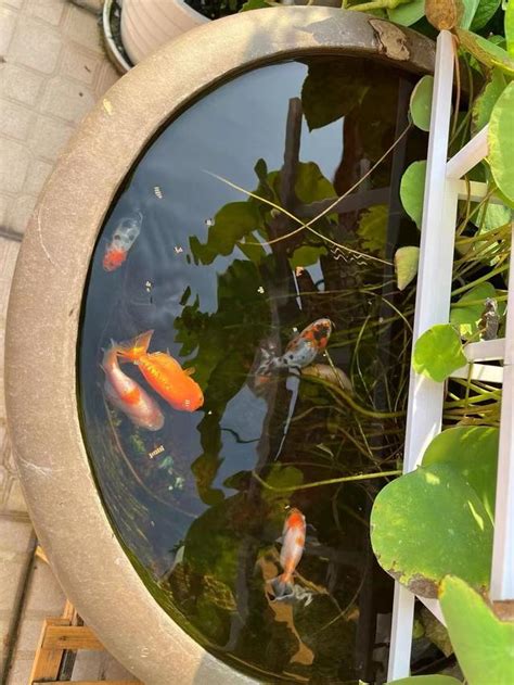 蘭壽金魚飼養方法|=蘭壽在家裡如何飼養的基本方法